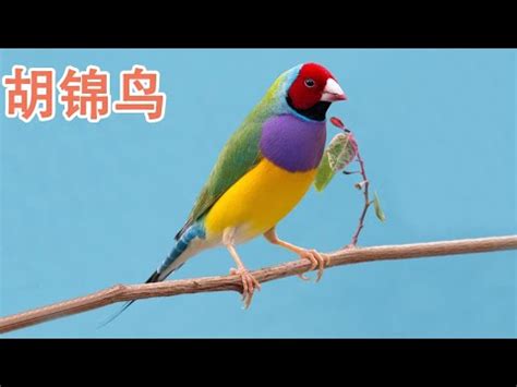 胡錦鳥親人嗎|胡錦小小世界